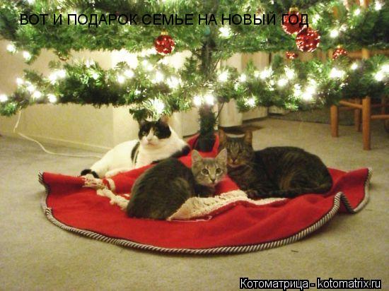 ВОТ И ПОДАРОК СЕМЬЕ НА НОВЫЙ ГОД... Котоматрица: ВОТ И ПОДАРОК СЕМЬЕ НА НОВЫЙ ГОД
