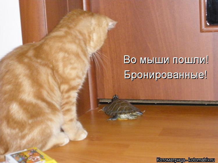 Во мыши пошли! Бронированные!... Котоматрица: Во мыши пошли! Бронированные!