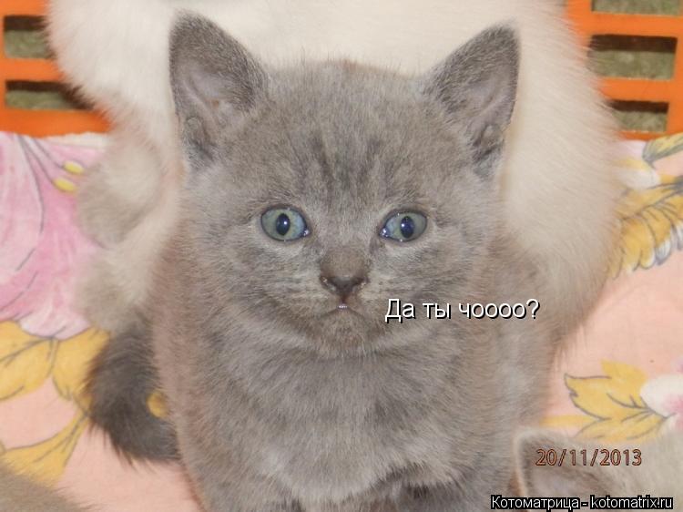 Да ты чоооо?... Котоматрица: Да ты чоооо?