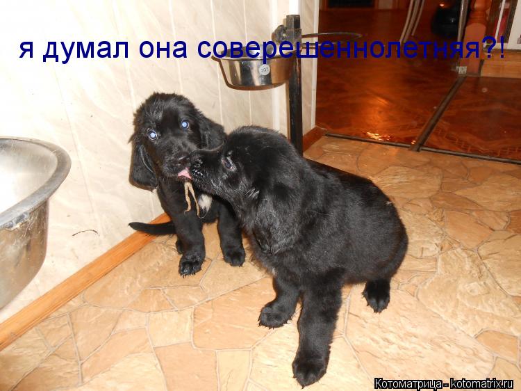 я думал она соверешеннолетняя?!... Котоматрица: я думал она соверешеннолетняя?!