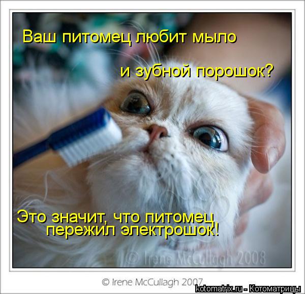 Ваш питомец любит мыло и зубной порошок? Это значит, что питомец пережил электрошок!... Котоматрица: Ваш питомец любит мыло и зубной порошок? Это значит, что питомец пережил электрошок!
