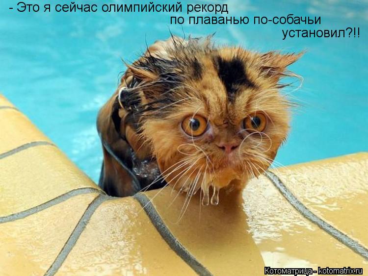 - Это я сейчас олимпийский рекорд по плаванью по-собачьи установил?!!... Котоматрица: - Это я сейчас олимпийский рекорд по плаванью по-собачьи установил?!!