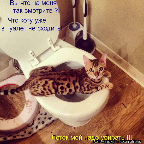 Вы что на меня так смотрите ?! Что коту уже в туалет не сходить! Лоток мой надо убирать !!!... Котоматрица: Вы что на меня так смотрите ?! Что коту уже в туалет не сходить! Лоток мой надо убирать !!!