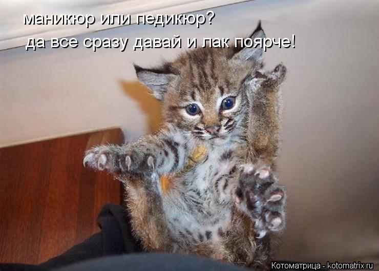 маникюр или педикюр? да все сразу давай и лак поярче!... Котоматрица: маникюр или педикюр? да все сразу давай и лак поярче!