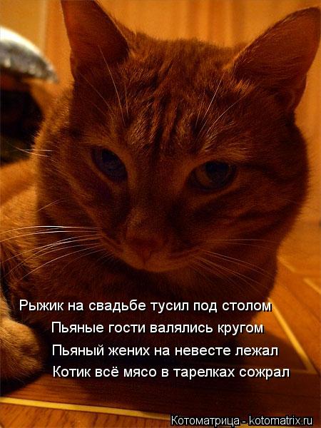 Рыжик на свадьбе тусил под столом Пьяные гости валялись кругом Пьяный жених на невесте лежал Котик вс... Котоматрица: Рыжик на свадьбе тусил под столом Пьяные гости валялись кругом Пьяный жених на невесте лежал Котик всё мясо в тарелках сожрал