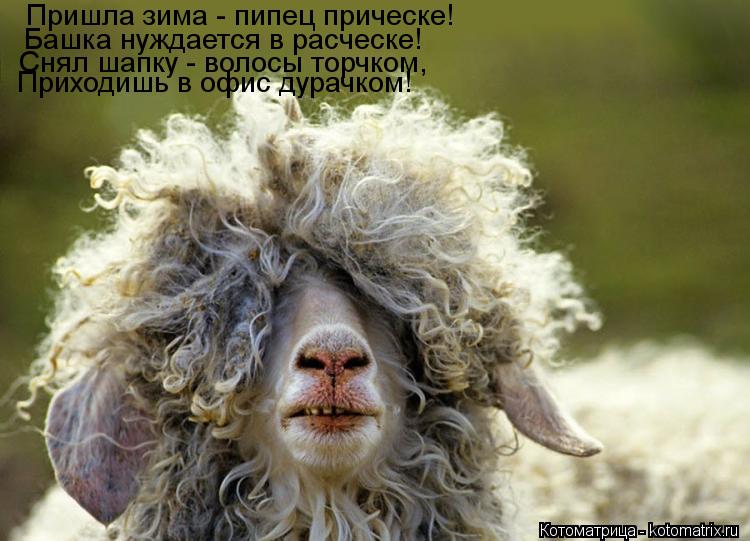 Пришла зима - пипец прическе! Башка нуждается в расческе! Снял шапку - волосы торчком, Приходишь в о... Котоматрица: Пришла зима - пипец прическе! Башка нуждается в расческе! Снял шапку - волосы торчком, Приходишь в офис дурачком!