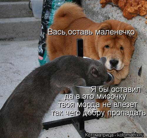 Вась,оставь маленечко Я бы оставил да в это мисочку твоя морда не влезет так чего добру пропадать... Котоматрица: Вась,оставь маленечко Я бы оставил да в это мисочку твоя морда не влезет так чего добру пропадать