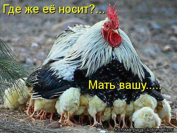 Где же её носит?... Мать вашу........ Котоматрица: Где же её носит?... Мать вашу.....