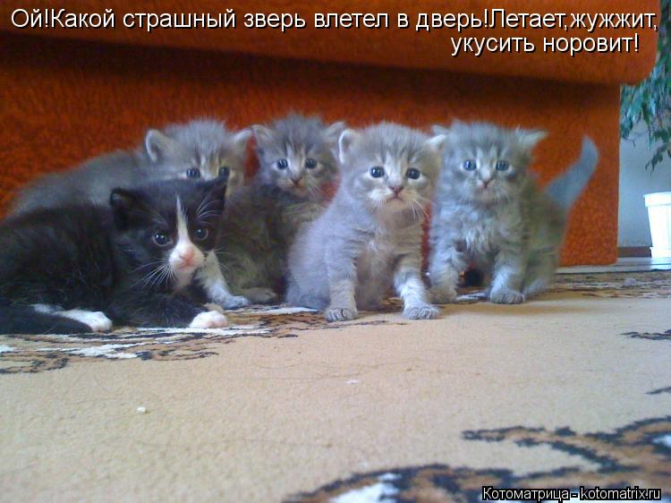Ой!Какой страшный зверь влетел в дверь!Летает,жужжит, укусить норовит!... Котоматрица: Ой!Какой страшный зверь влетел в дверь!Летает,жужжит, укусить норовит!