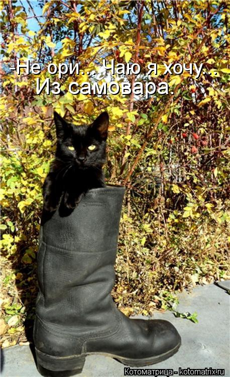 -Не ори... Чаю я хочу... Из самовара.... Котоматрица: -Не ори... Чаю я хочу... Из самовара.