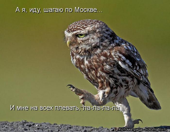 А я, иду, шагаю по Москве... И мне на всех плевать, ла-ла-ла-ла...... Котоматрица: А я, иду, шагаю по Москве... И мне на всех плевать, ла-ла-ла-ла...