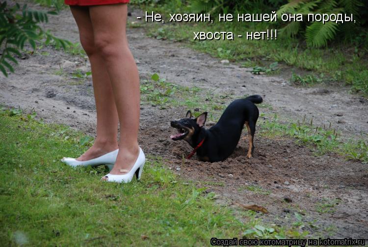 - Не, хозяин, не нашей она породы, хвоста - нет!!!... Котоматрица: - Не, хозяин, не нашей она породы, хвоста - нет!!!