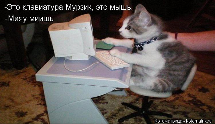 Котоматрица: -Это клавиатура Мурзик, это мышь. -Мияу миишь