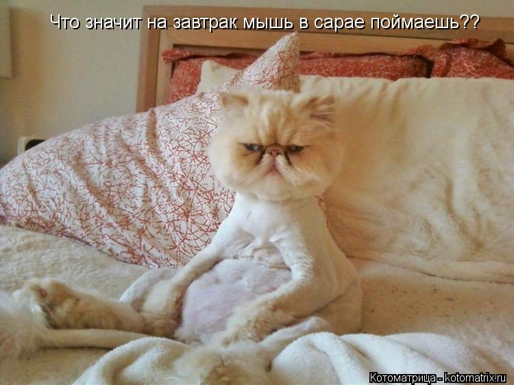 Что значит на завтрак мышь в сарае поймаешь??... Котоматрица: Что значит на завтрак мышь в сарае поймаешь??