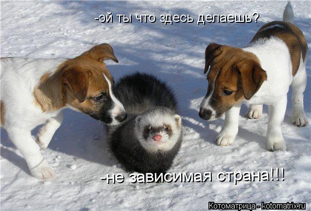 -эй ты что здесь делаешь? -не зависимая страна!!!... Котоматрица: -эй ты что здесь делаешь? -не зависимая страна!!!