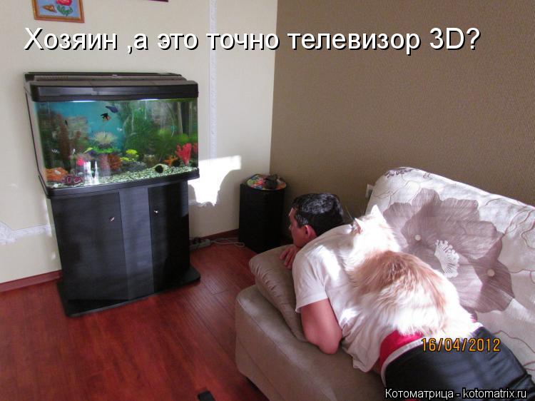 Хозяин ,а это точно телевизор 3D?... Котоматрица: Хозяин ,а это точно телевизор 3D?