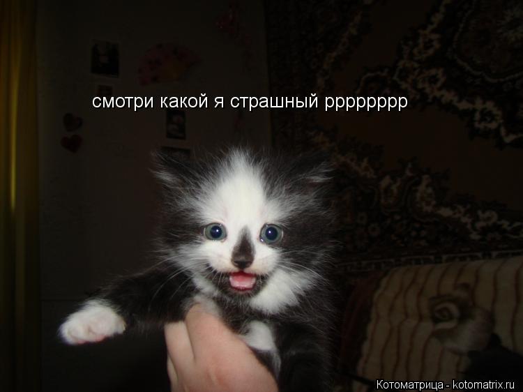 смотри какой я страшный рррррррр... Котоматрица: смотри какой я страшный рррррррр
