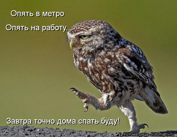 Опять в метро Опять на работу... Завтра точно дома спать буду!... Котоматрица: Опять в метро Опять на работу... Завтра точно дома спать буду!
