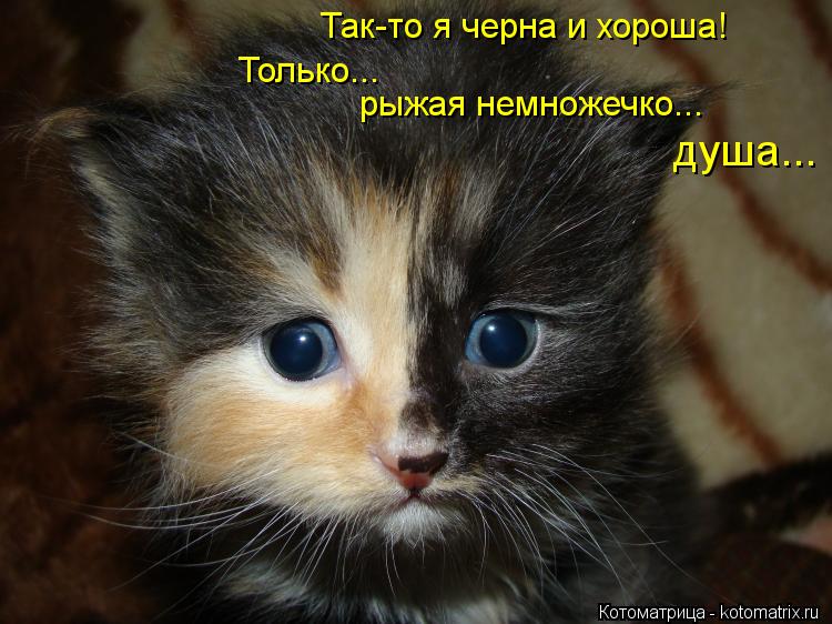 Так-то я черна и хороша! Только... рыжая немножечко... душа...... Котоматрица: Так-то я черна и хороша! Только... рыжая немножечко... душа...