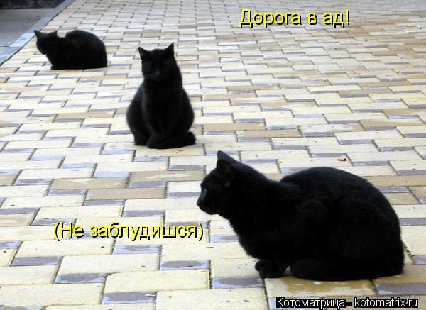 Дорога в ад! (Не заблудишся) (Не заблудишся)... Котоматрица: Дорога в ад! (Не заблудишся) (Не заблудишся)