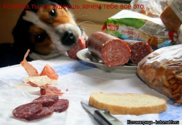 Хозяйка,ты же худеешь,зачем тебе все это...... Котоматрица: Хозяйка,ты же худеешь,зачем тебе все это...