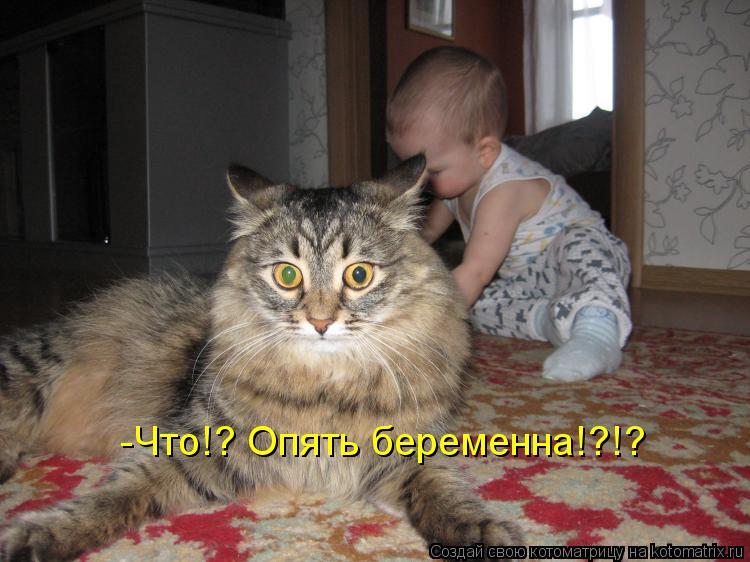 Котоматрица: -Что!? Опять беременна!?!?