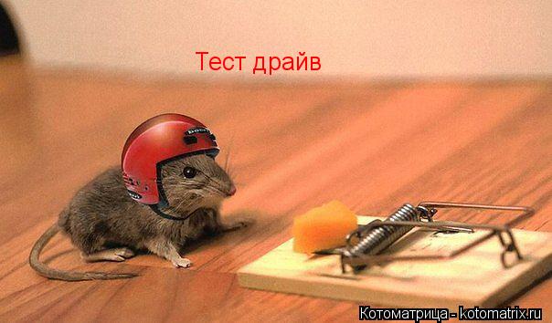 Тест драйв... Котоматрица: Тест драйв