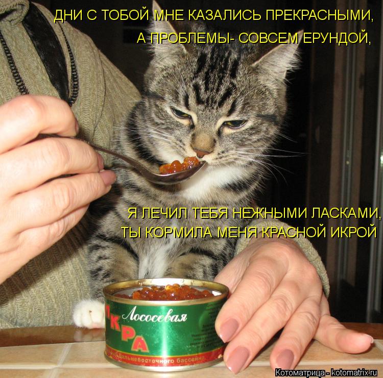 ДНИ С ТОБОЙ МНЕ КАЗАЛИСЬ ПРЕКРАСНЫМИ, А ПРОБЛЕМЫ- СОВСЕМ ЕРУНДОЙ, ТЫ КОРМИЛА МЕНЯ КРАСНОЙ ИКРОЙ Я ЛЕЧ... Котоматрица: ДНИ С ТОБОЙ МНЕ КАЗАЛИСЬ ПРЕКРАСНЫМИ, А ПРОБЛЕМЫ- СОВСЕМ ЕРУНДОЙ, ТЫ КОРМИЛА МЕНЯ КРАСНОЙ ИКРОЙ Я ЛЕЧИЛ ТЕБЯ НЕЖНЫМИ ЛАСКАМИ,