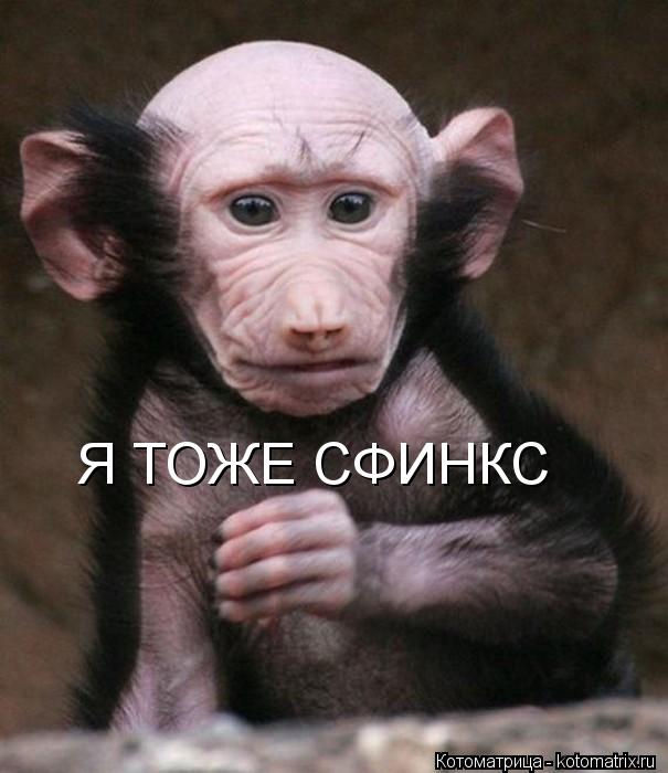Я ТОЖЕ СФИНКС... Котоматрица: Я ТОЖЕ СФИНКС