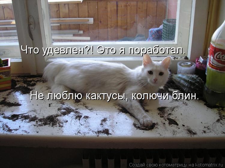 Что удевлен?! Это я поработал. Не люблю кактусы, колючи блин.... Котоматрица: Что удевлен?! Это я поработал. Не люблю кактусы, колючи блин.