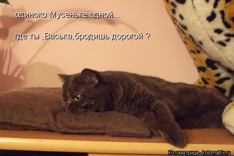 одиноко Мусеньке одной.... где ты ,Васька,бродишь дорогой ?... Котоматрица: одиноко Мусеньке одной.... где ты ,Васька,бродишь дорогой ?