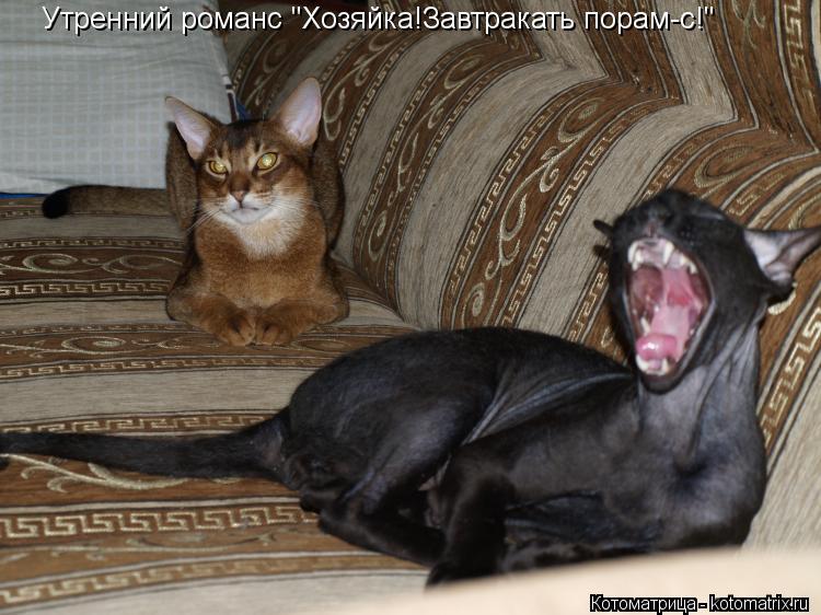 Утренний романс "Хозяйка!Завтракать порам-с!"... Котоматрица: Утренний романс "Хозяйка!Завтракать порам-с!"