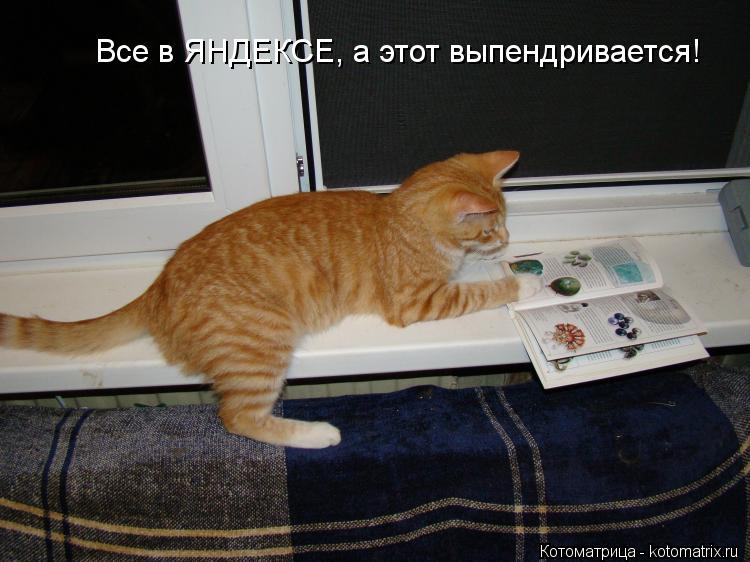 Все в ЯНДЕКСЕ, а этот выпендривается!... Котоматрица: Все в ЯНДЕКСЕ, а этот выпендривается!