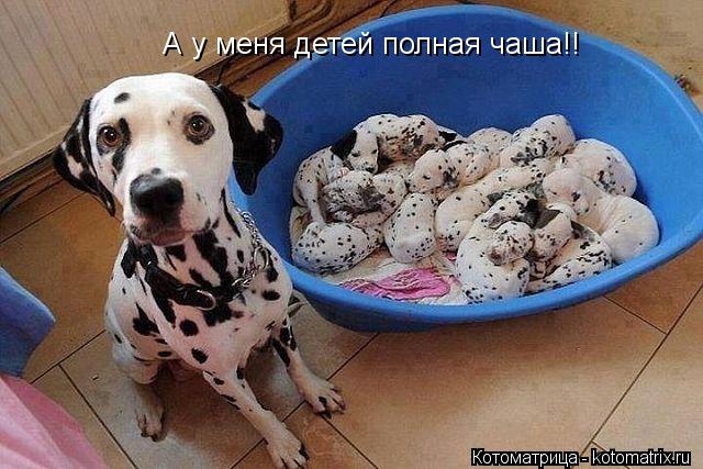 А у меня детей полная чаша!!... Котоматрица: А у меня детей полная чаша!!