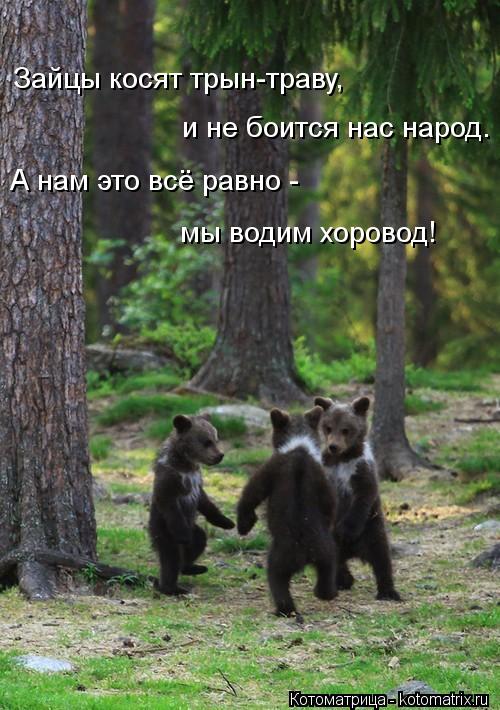 Зайцы косят трын-траву, и не боится нас народ. А нам это всё равно - мы водим хоровод!... Котоматрица: Зайцы косят трын-траву, и не боится нас народ. А нам это всё равно - мы водим хоровод!