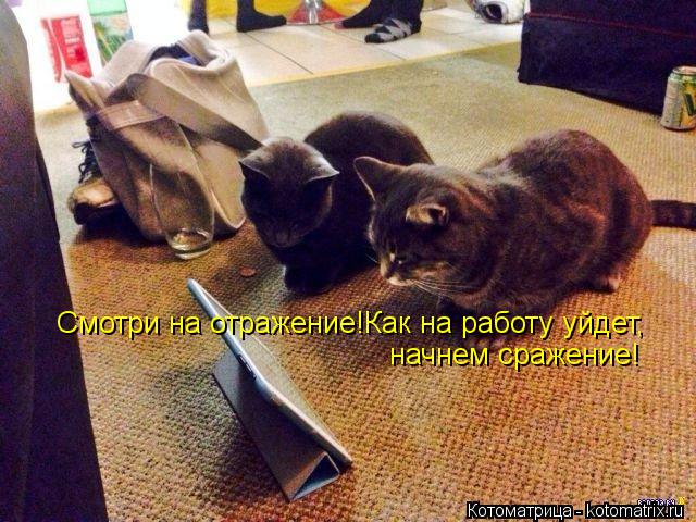Смотри на отражение!Как на работу уйдет, начнем сражение!... Котоматрица: Смотри на отражение!Как на работу уйдет, начнем сражение!