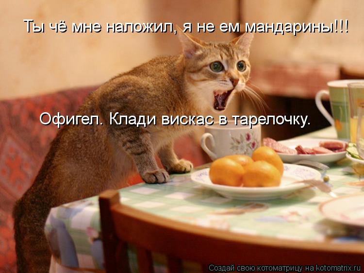 Ты чё мне наложил, я не ем мандарины!!! Офигел. Клади вискас в тарелочку.... Котоматрица: Ты чё мне наложил, я не ем мандарины!!! Офигел. Клади вискас в тарелочку.