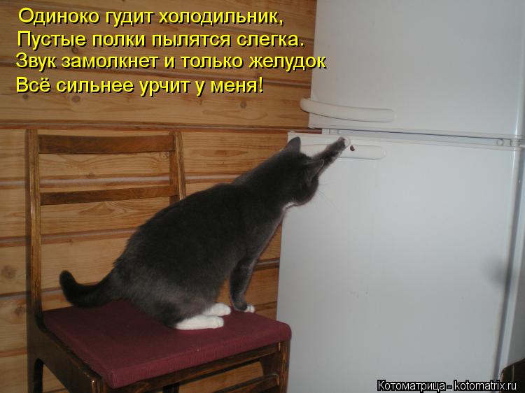 Одиноко гудит холодильник, Пустые полки пылятся слегка. Звук замолкнет и только желудок Всё сильнее у... Котоматрица: Одиноко гудит холодильник, Пустые полки пылятся слегка. Звук замолкнет и только желудок Всё сильнее урчит у меня!