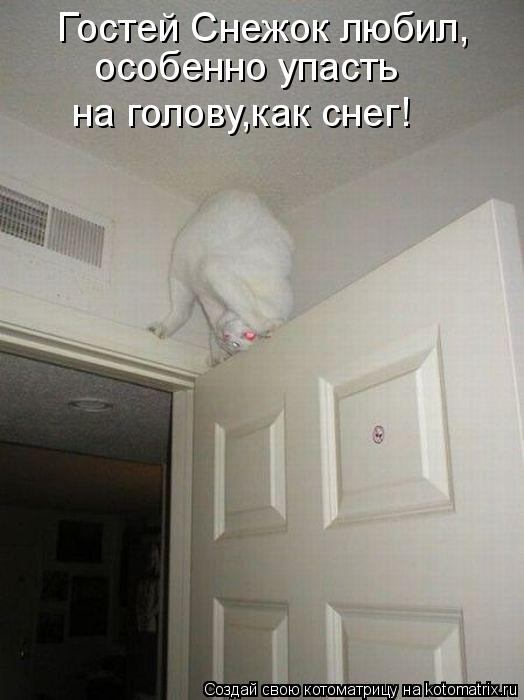 Гостей Снежок любил, особенно упасть на голову,как снег!... Котоматрица: Гостей Снежок любил, особенно упасть на голову,как снег!
