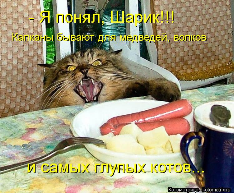 - Я понял, Шарик!!! Капканы бывают для медведей, волков и самых глупых котов...... Котоматрица: - Я понял, Шарик!!! Капканы бывают для медведей, волков и самых глупых котов...