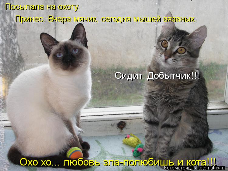 Посылала на охоту. Принес. Вчера мячик, сегодня мышей вязаных. Сидит. Добытчик!!! Охо хо... любовь зл... Котоматрица: Посылала на охоту. Принес. Вчера мячик, сегодня мышей вязаных. Сидит. Добытчик!!! Охо хо... любовь зла-полюбишь и кота!!!