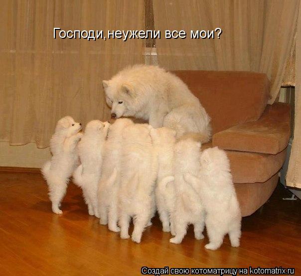 Господи,неужели все мои?... Котоматрица: Господи,неужели все мои?