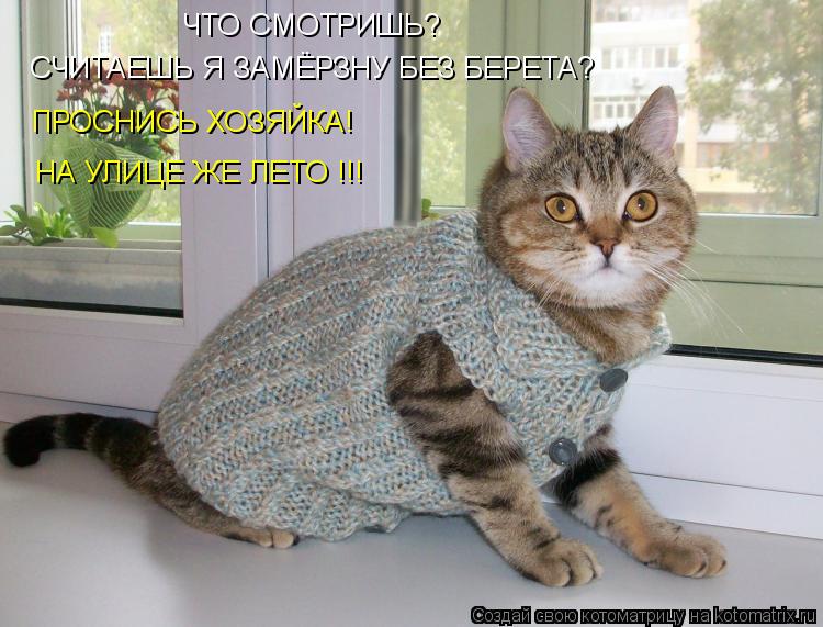 ЧТО СМОТРИШЬ? СЧИТАЕШЬ Я ЗАМЁРЗНУ БЕЗ БЕРЕТА? ПРОСНИСЬ ХОЗЯЙКА! НА УЛИЦЕ ЖЕ ЛЕТО !!!... Котоматрица: ЧТО СМОТРИШЬ? СЧИТАЕШЬ Я ЗАМЁРЗНУ БЕЗ БЕРЕТА? ПРОСНИСЬ ХОЗЯЙКА! НА УЛИЦЕ ЖЕ ЛЕТО !!!