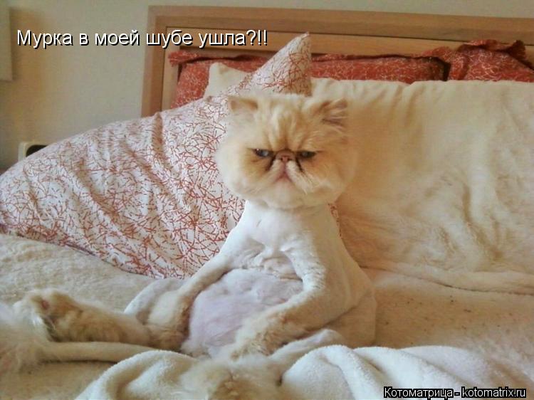 Мурка в моей шубе ушла?!!... Котоматрица: Мурка в моей шубе ушла?!!