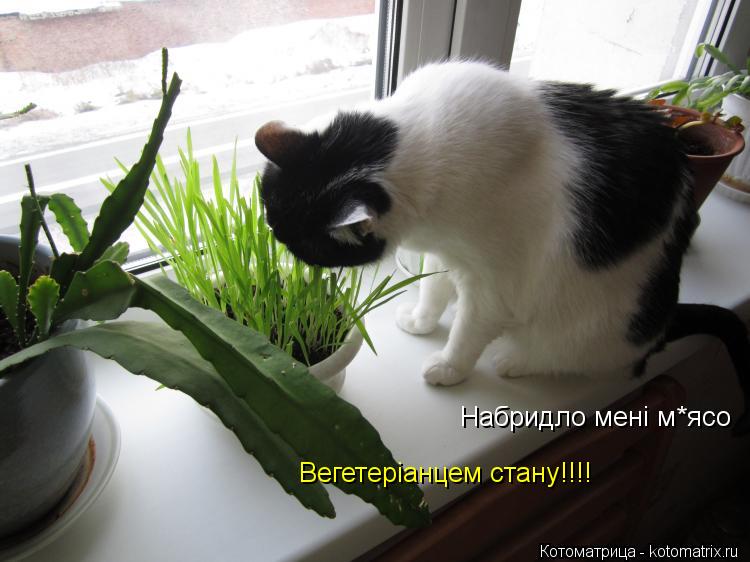 Набридло мені м*ясо Набридло мені м*ясо Вегетеріанцем стану!!!!... Котоматрица: Набридло мені м*ясо Набридло мені м*ясо Вегетеріанцем стану!!!!