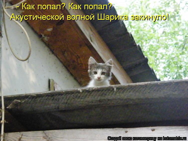 - Как попал? Как попал? Акустической волной Шарика закинуло!... Котоматрица: - Как попал? Как попал? Акустической волной Шарика закинуло!
