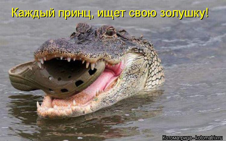 Каждый принц, ищет свою золушку!... Котоматрица: Каждый принц, ищет свою золушку!