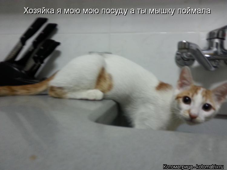 Хозяйка я мою мою посуду а ты мышку поймала... Котоматрица: Хозяйка я мою мою посуду а ты мышку поймала