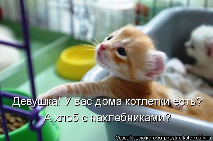 Девушка! У вас дома котлетки есть? А хлеб с нахлебниками?... Котоматрица: Девушка! У вас дома котлетки есть? А хлеб с нахлебниками?