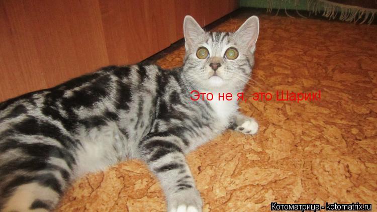 Котоматрица: Это не я, это Шарик!